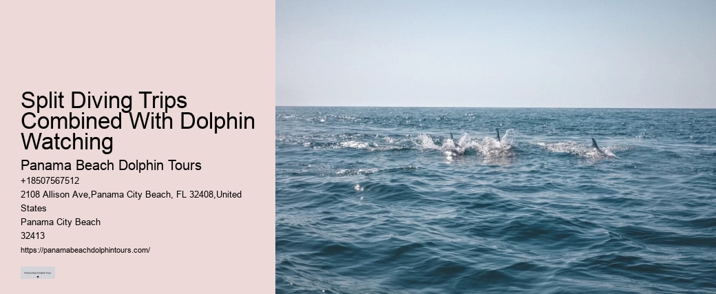 Dolphin Tours Tampa Area