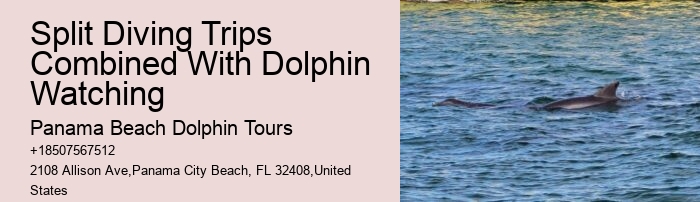 Split Speedboat Tours For Dolphin Spotting And Snorkeling