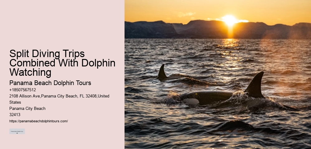 Dolphin Tours And Travels