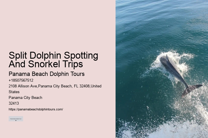 Dolphin Snorkeling Cruise