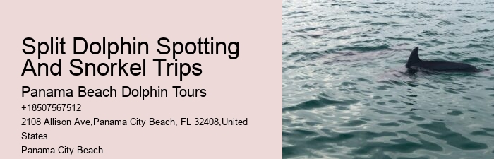 Bespoke Dolphin Expedition with Snorkeling