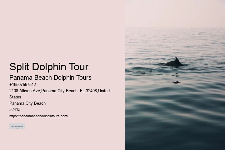 Salty Fins Dolphin And Snorkeling Tours