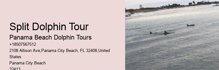 Best Places To See Wild Dolphins