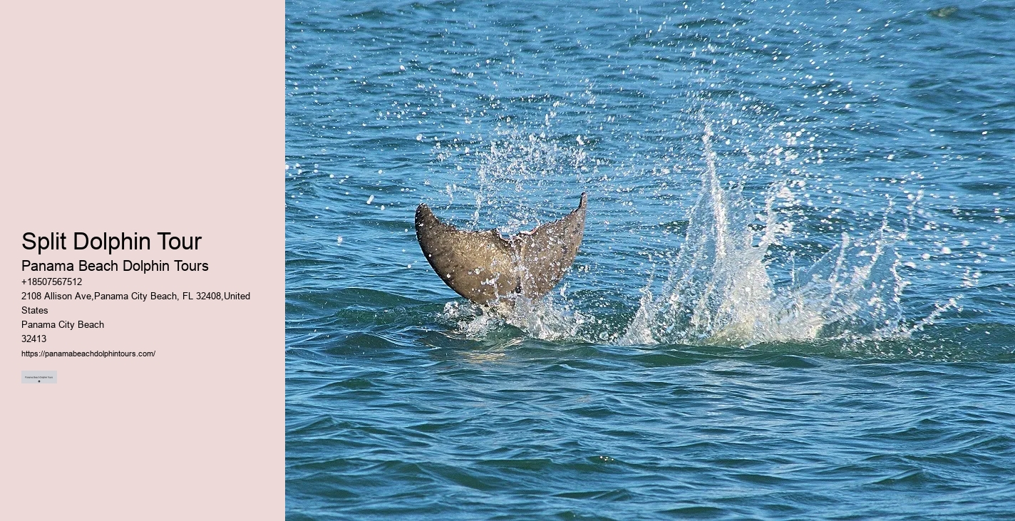 Guided Dolphin Spotting and Snorkeling