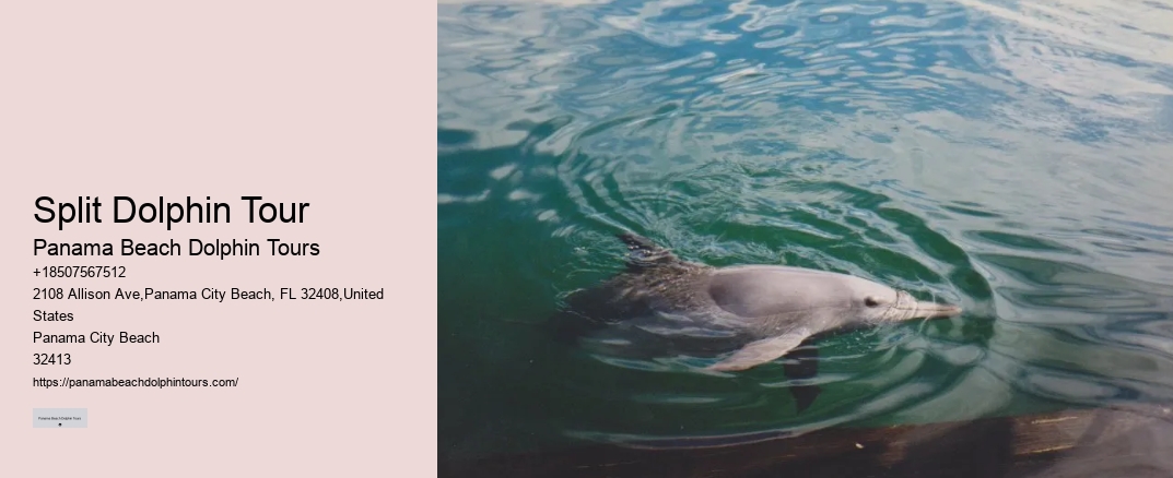 Split Dolphin Tour