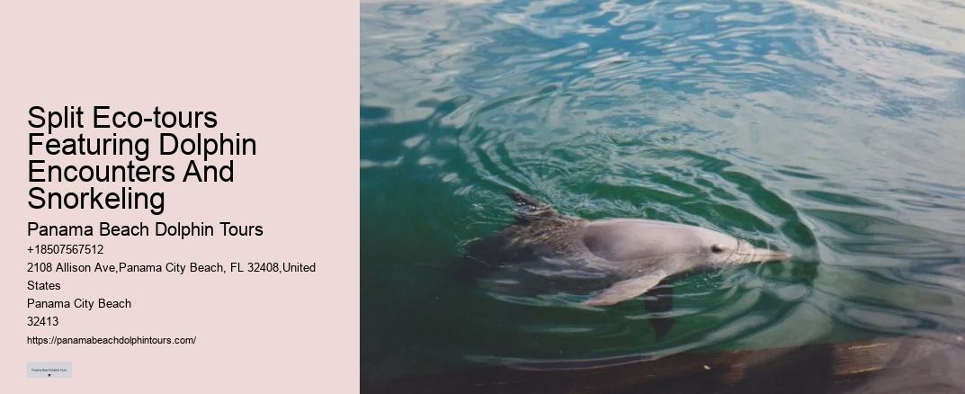 Split Eco-tours Featuring Dolphin Encounters And Snorkeling