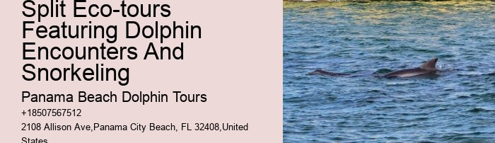Come Swim With The Dolphins