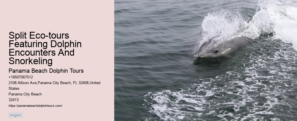 How To Swim With Dolphins