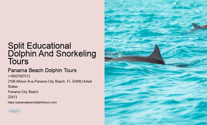 Dolphin And Snorkeling Tours In Split