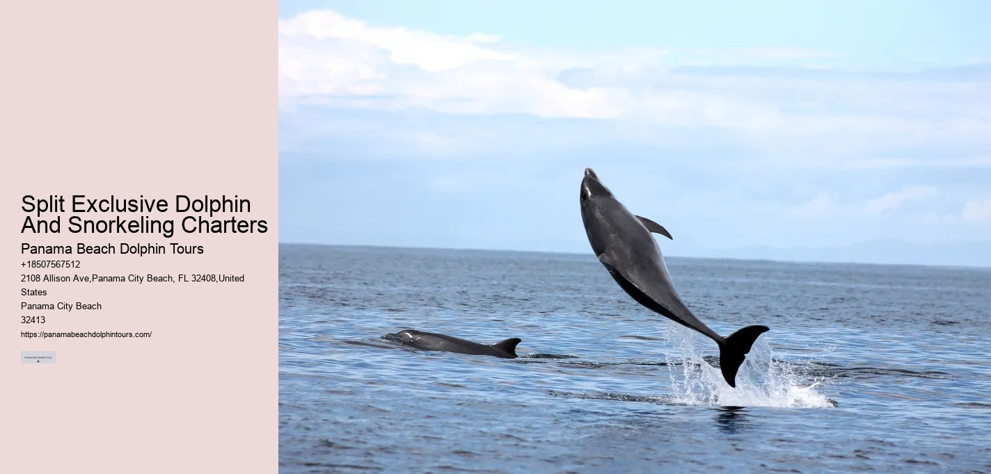 Panama City Beach dolphin sightseeing cruises