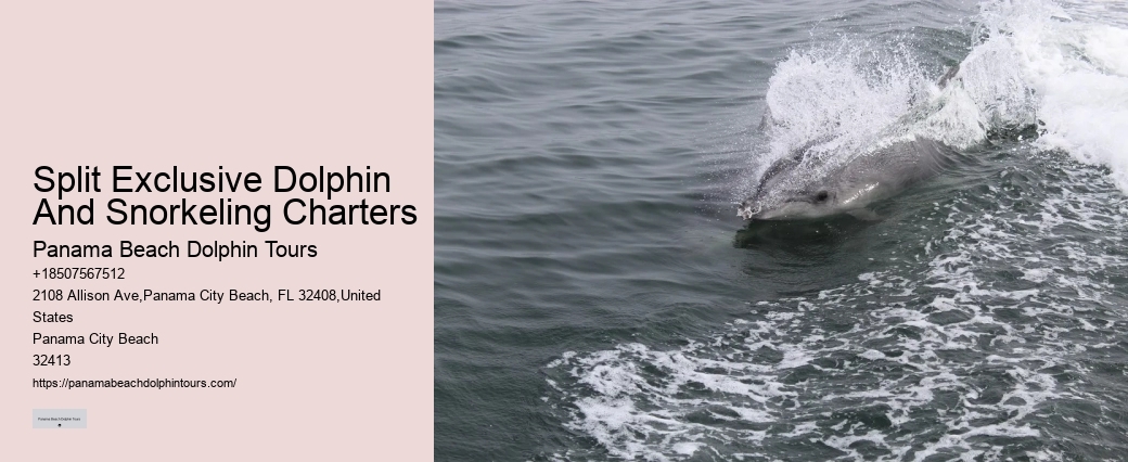 Panama City Beach dolphin exploration trips