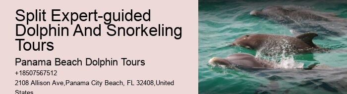 Bespoke Dolphin Safari and Snorkeling Trips