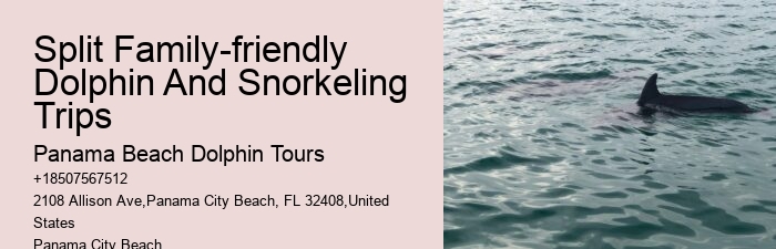 Dolphin encounters in Panama City Beach