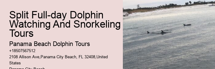 Split Marine Conservation-focused Dolphin And Snorkeling Trips