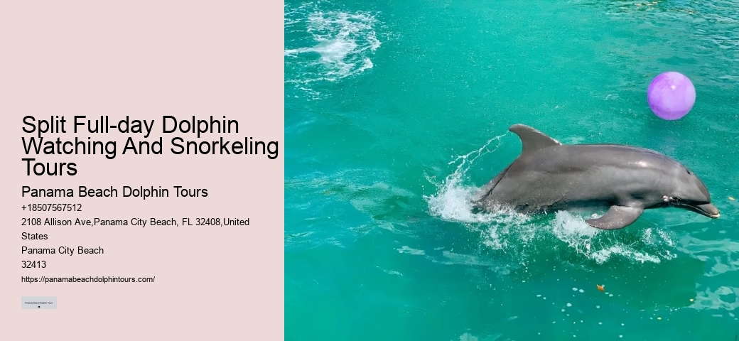 Dolphin And Snorkeling Tours Panama City Beach Fl