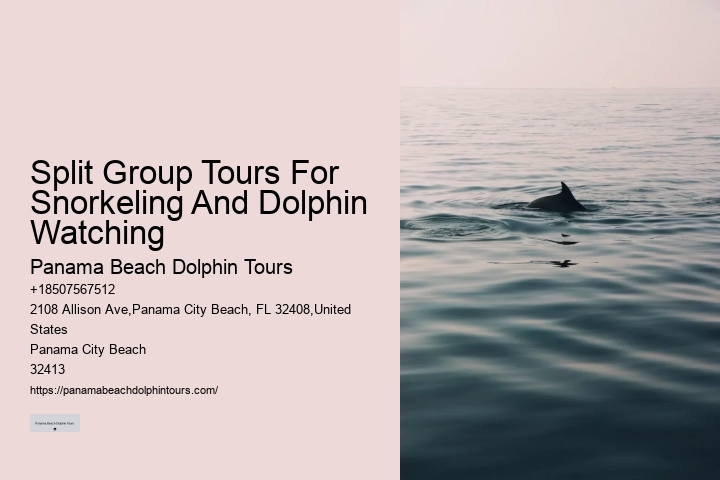 Best Time For Dolphin Watching San Diego