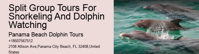 Dolphin-watching