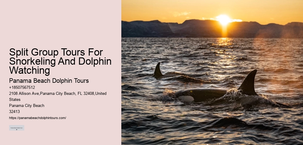 Paradise Dolphin Tours