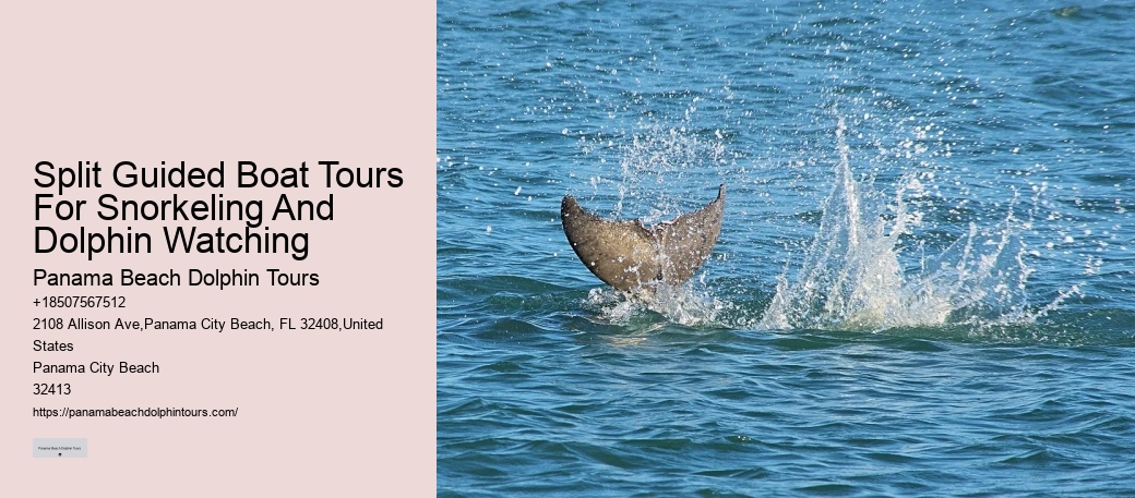Secluded Dolphin Adventure and Snorkeling Experience