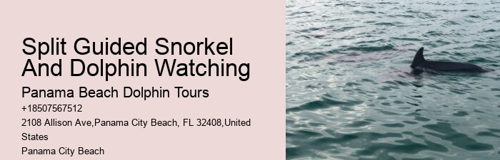 Dolphin Watching