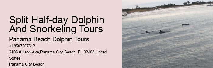 Exclusive Dolphin Discovery and Snorkeling Trips