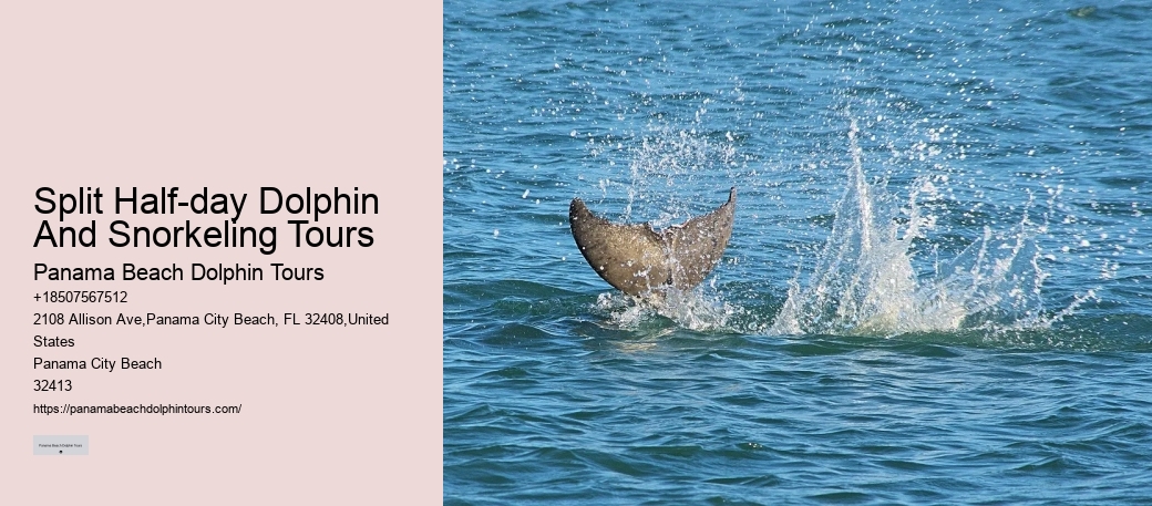 Dolphin Snorkeling Adventures Departing From Split