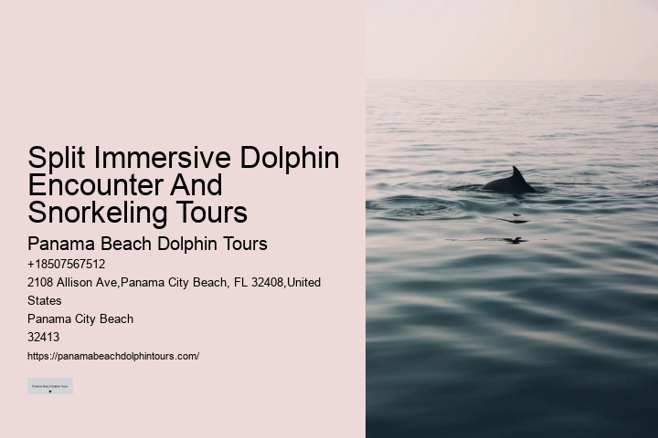 VIP Dolphin Swim and Snorkeling Tours