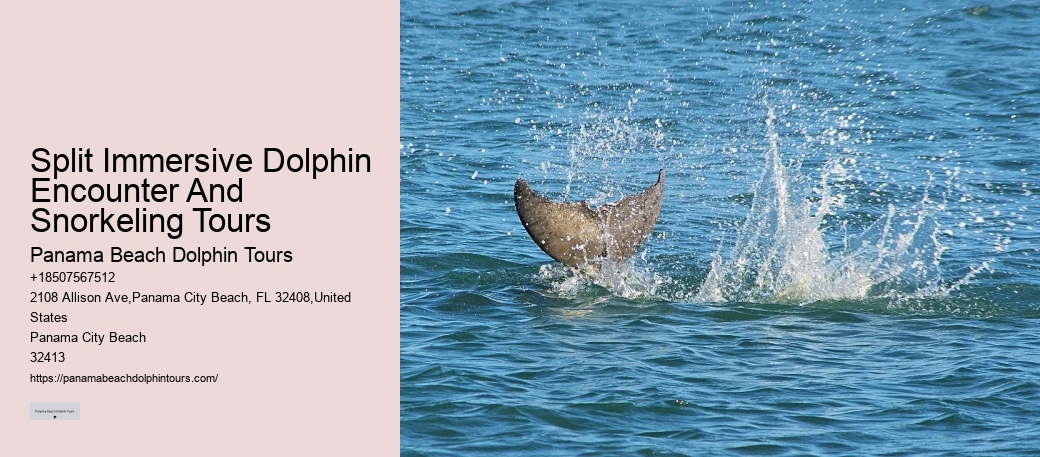 Panama City Beach dolphin discovery cruises