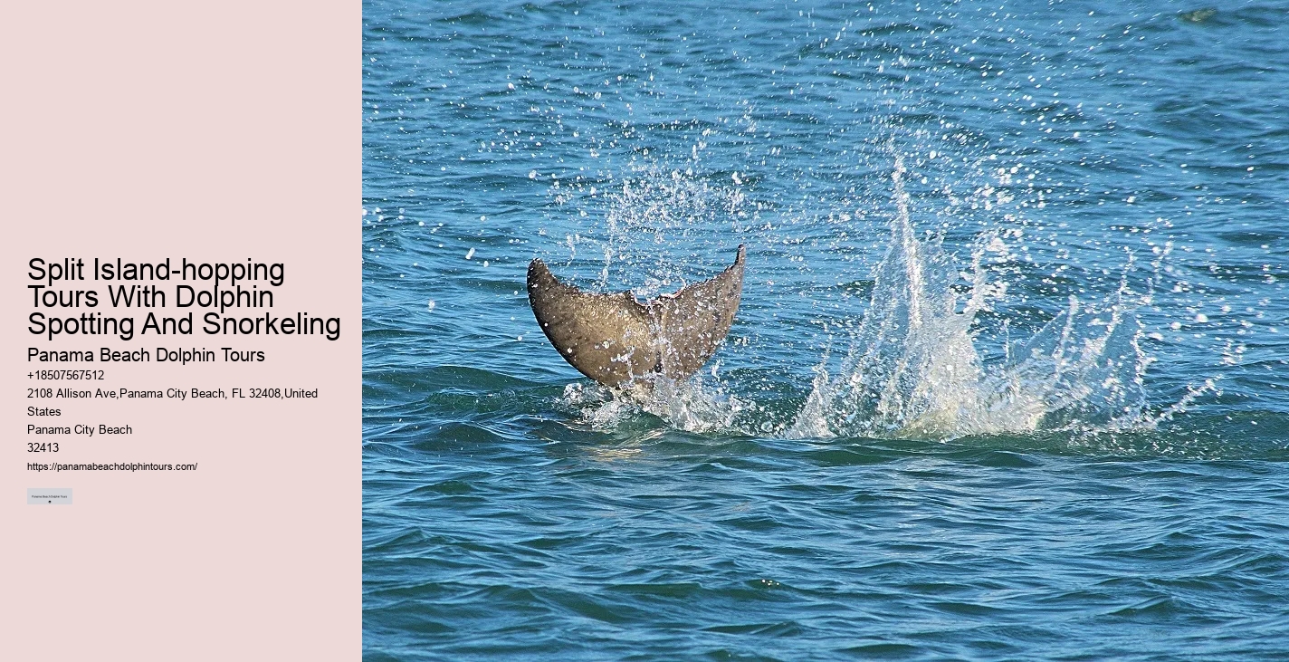 Appreciating Dolphins