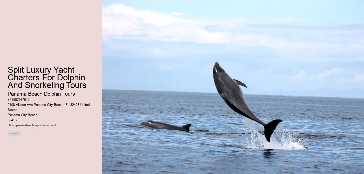 Secluded Dolphin Encounter and Snorkeling Trips