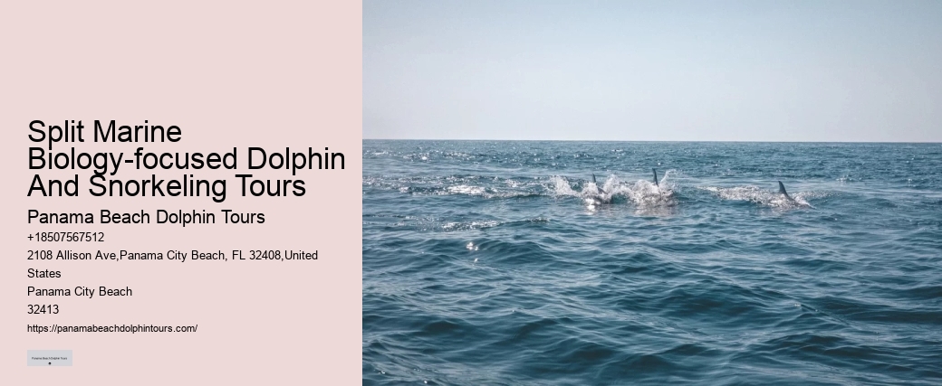 Deluxe Dolphin Discovery with Snorkeling