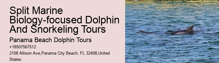 Dolphin Tours Treasure Island