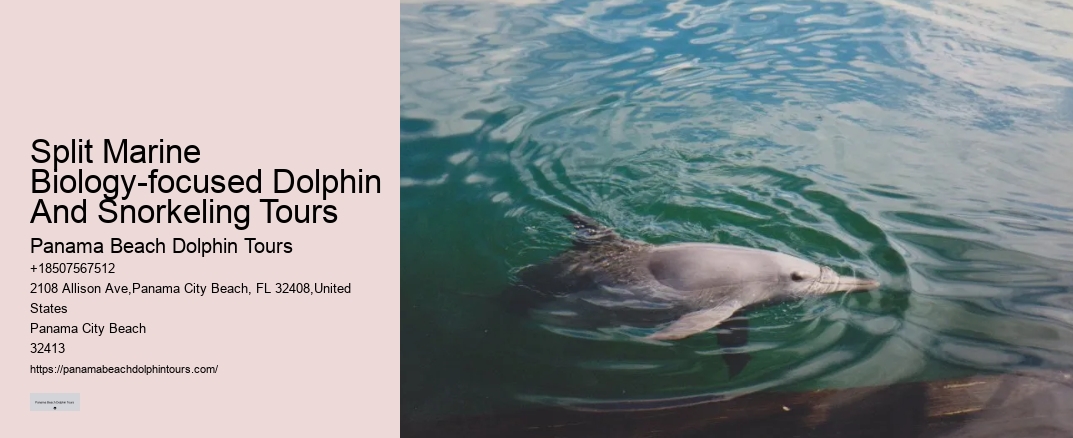 Split Marine Biology-focused Dolphin And Snorkeling Tours