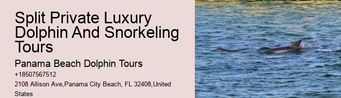 2-hour Private Miami Snorkeling And Dolphin Watching Tour