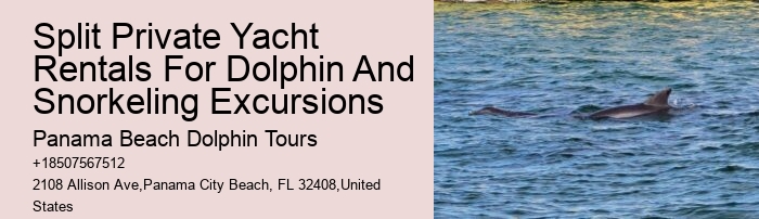 Elite Dolphin Adventure and Snorkeling