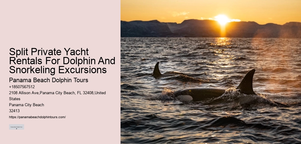 Dolphins Have Highly Sensitive Skin
