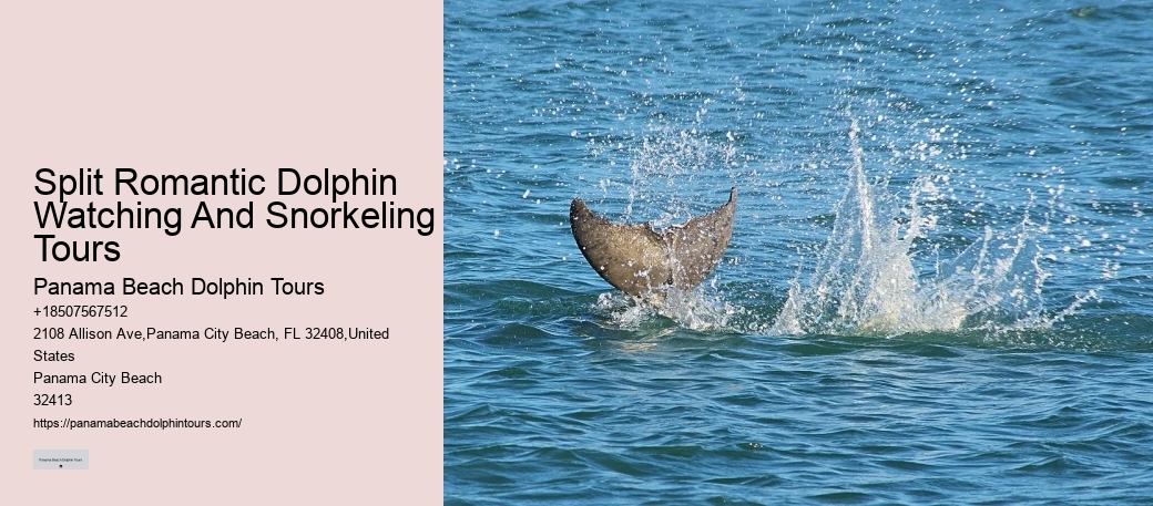 Why Not To Swim With Dolphins