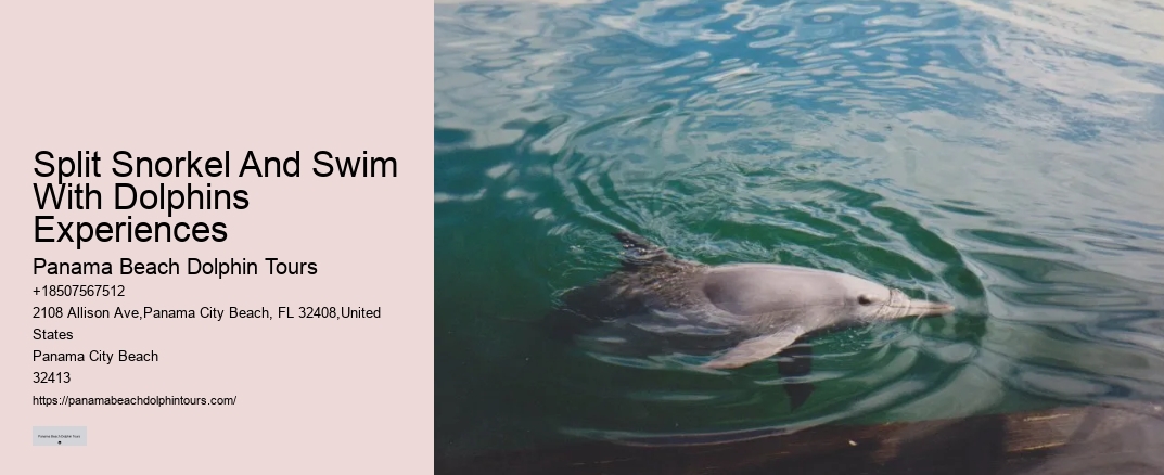 Split Snorkel And Swim With Dolphins Experiences