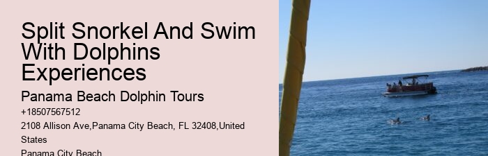 2Hrs Shared Charter Dolphin & Snorkeling Tour