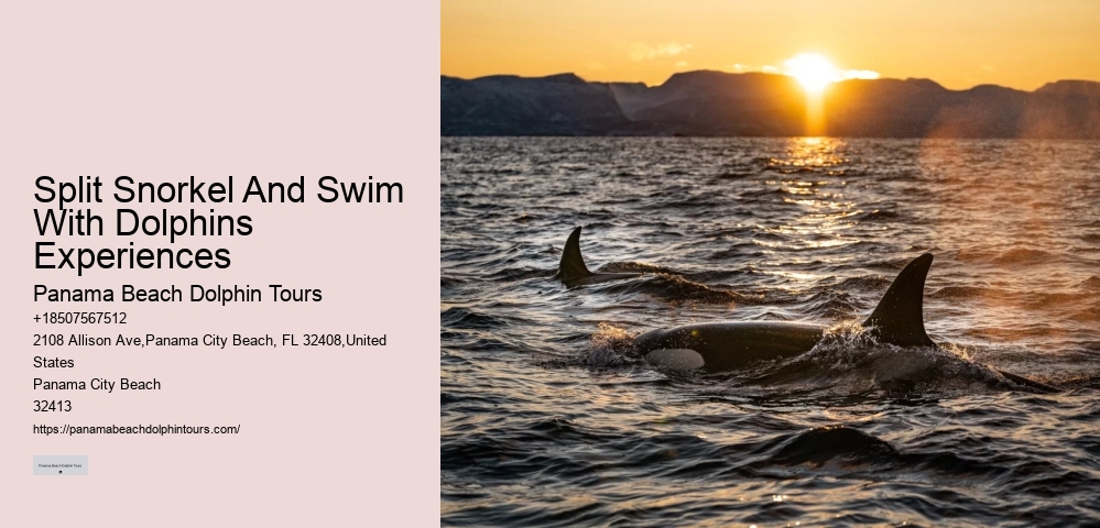 Dolphin And Snorkel Tours Near Me