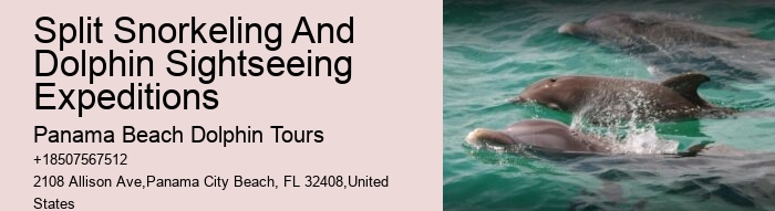 Why Can't You Swim With Wild Dolphins