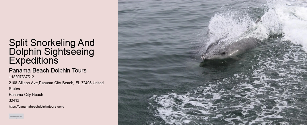 Which Beach Is Best For Dolphin