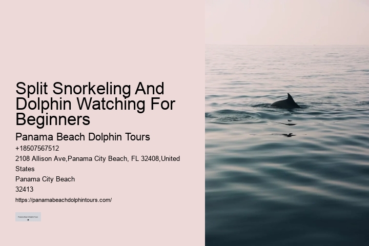 What is the average group size on a dolphin tour in Panama City Beach