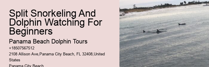 Dolphins In