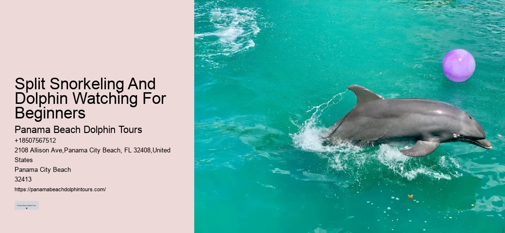 Where Is The Best Place For Dolphin Watching