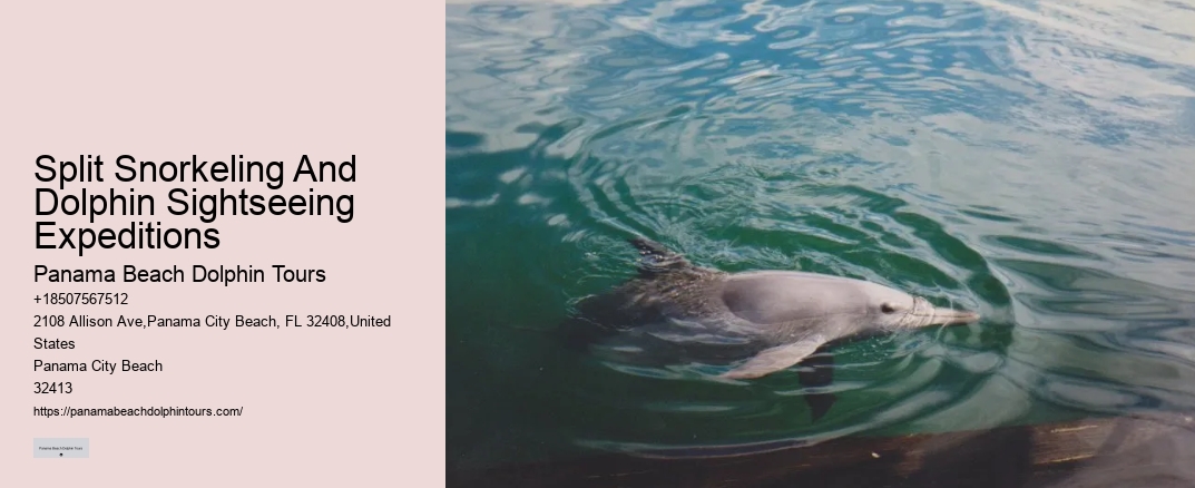 Split Snorkeling And Dolphin Sightseeing Expeditions