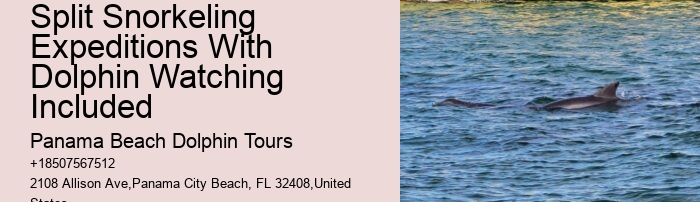 Dolphin Boat Trips PCB
