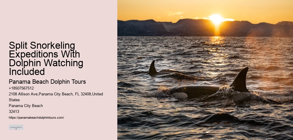 5 Reasons Not To Swim With Dolphins
