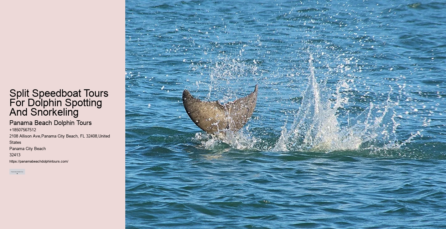 What Is The Most Friendly Dolphin In The World