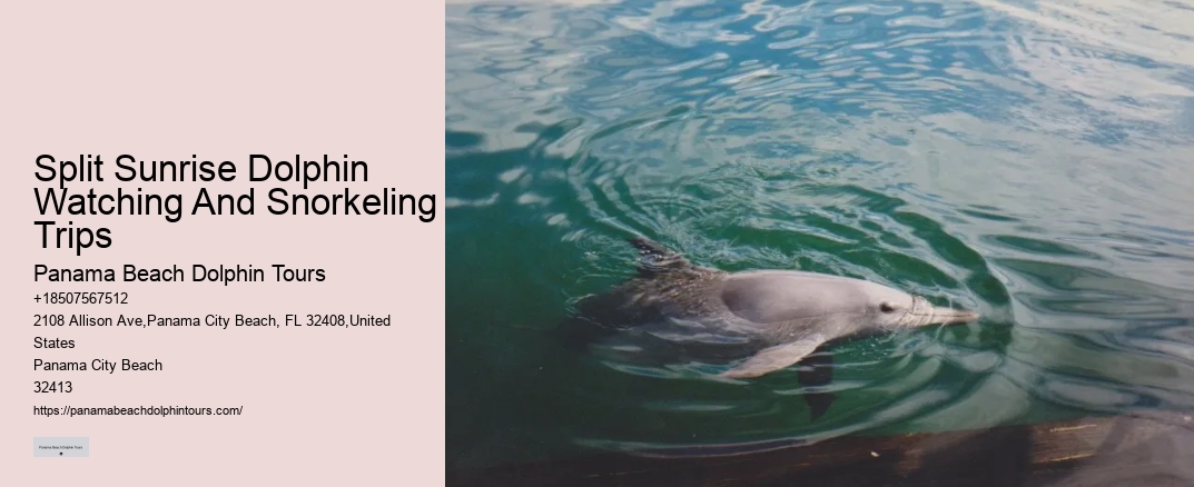 Split Sunrise Dolphin Watching And Snorkeling Trips